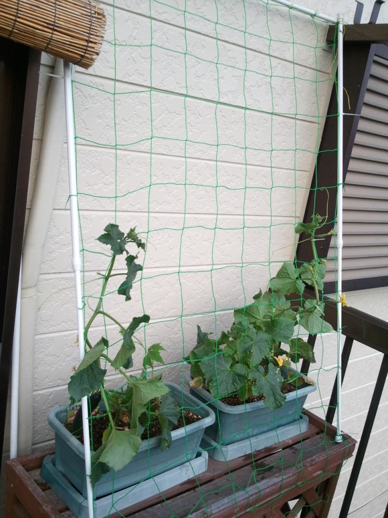 方 ゴーヤ の 張り 育て の 方 ネット 緑のカーテンのネット張り方で一戸建てやベランダでの固定
